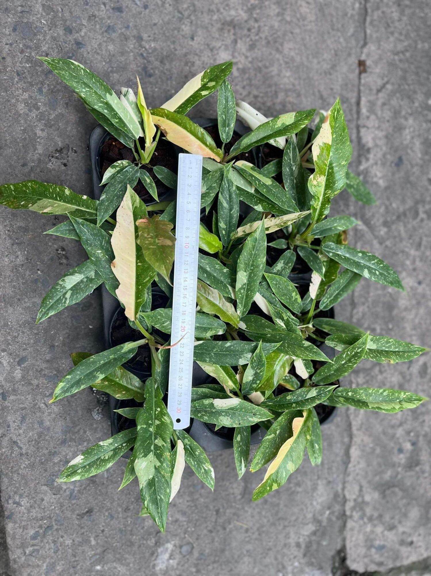 [FREESHIP MAX] PHILODENDRON RING OF FIRE ( TIGER TOOTH) - CUNG ĐÀN VAR - TRẦU BÀ RĂNG CỌP