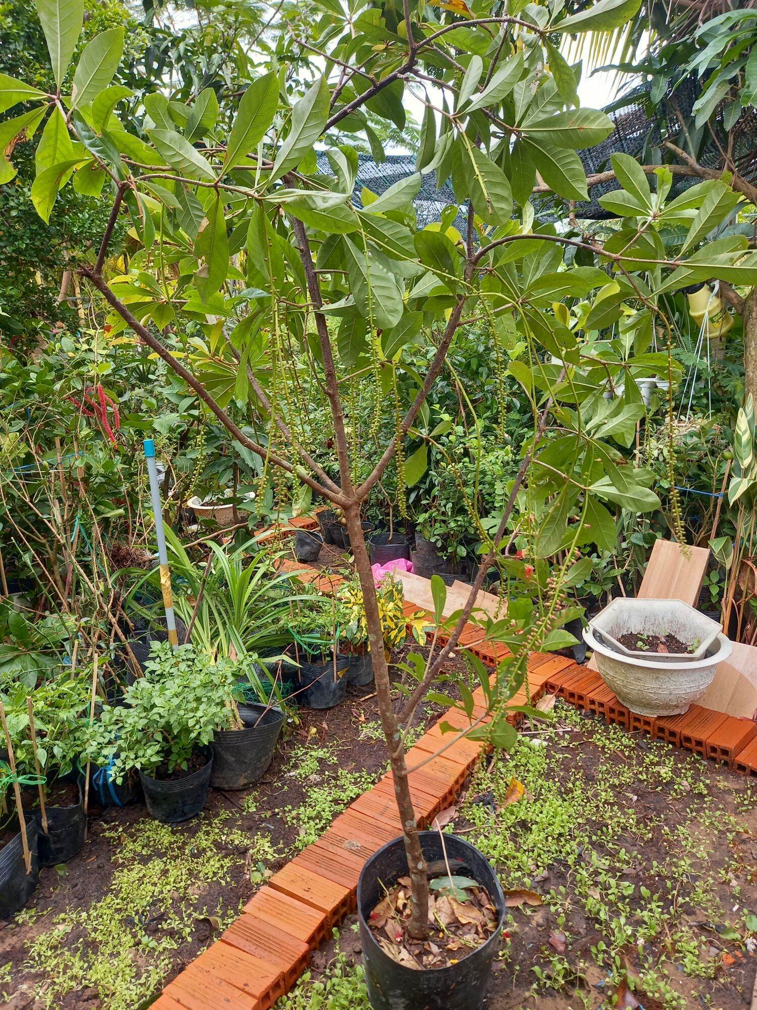 Cây lộc vừng lá nhỏ hoa đỏ