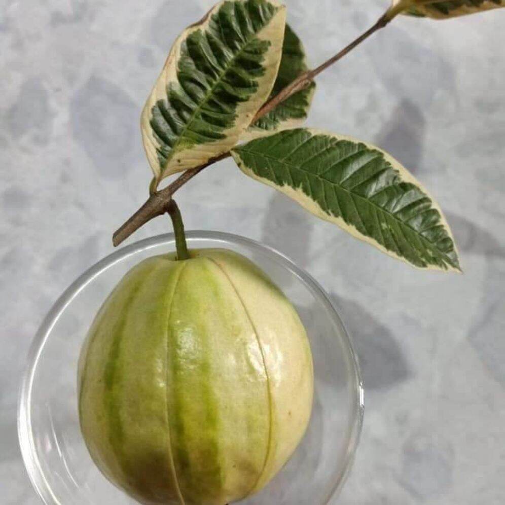Cây ổi cẩm thạch độc lạ hiếm nguời có