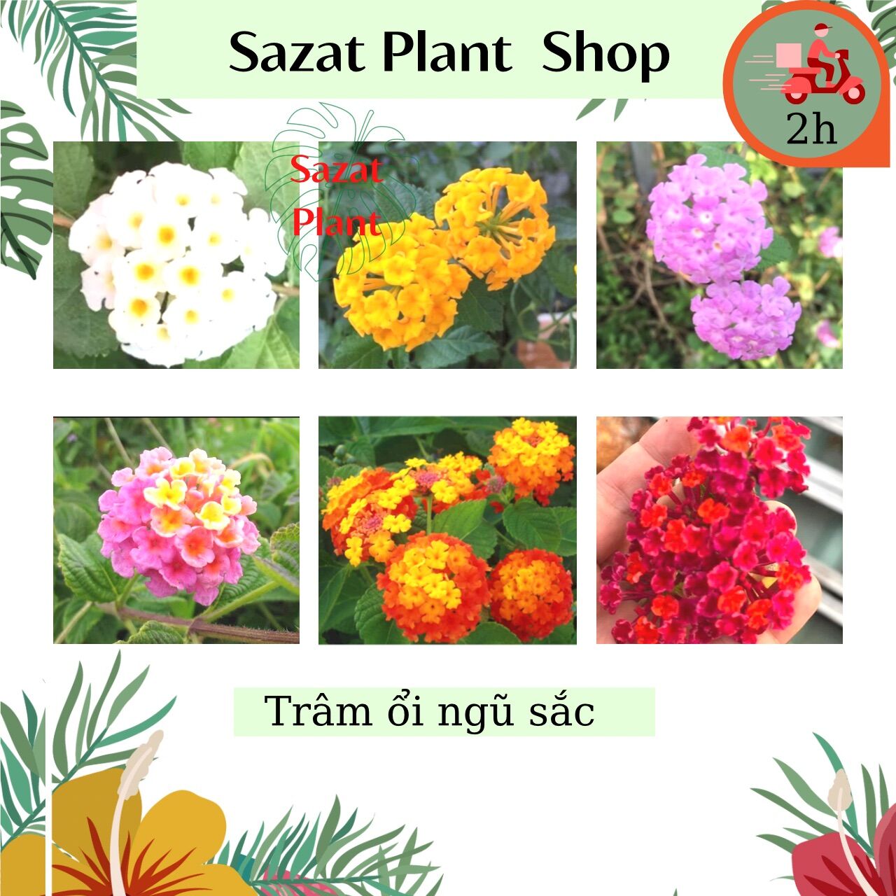 Cây Trâm Ổi Ngũ Sắc, nhiều màu: trắng, tím, vàng, Hồng, đỏ, ngũ sắc đổi màu, cho hoa quanh năm trồng sân vườn balcon, Sazat Plant.