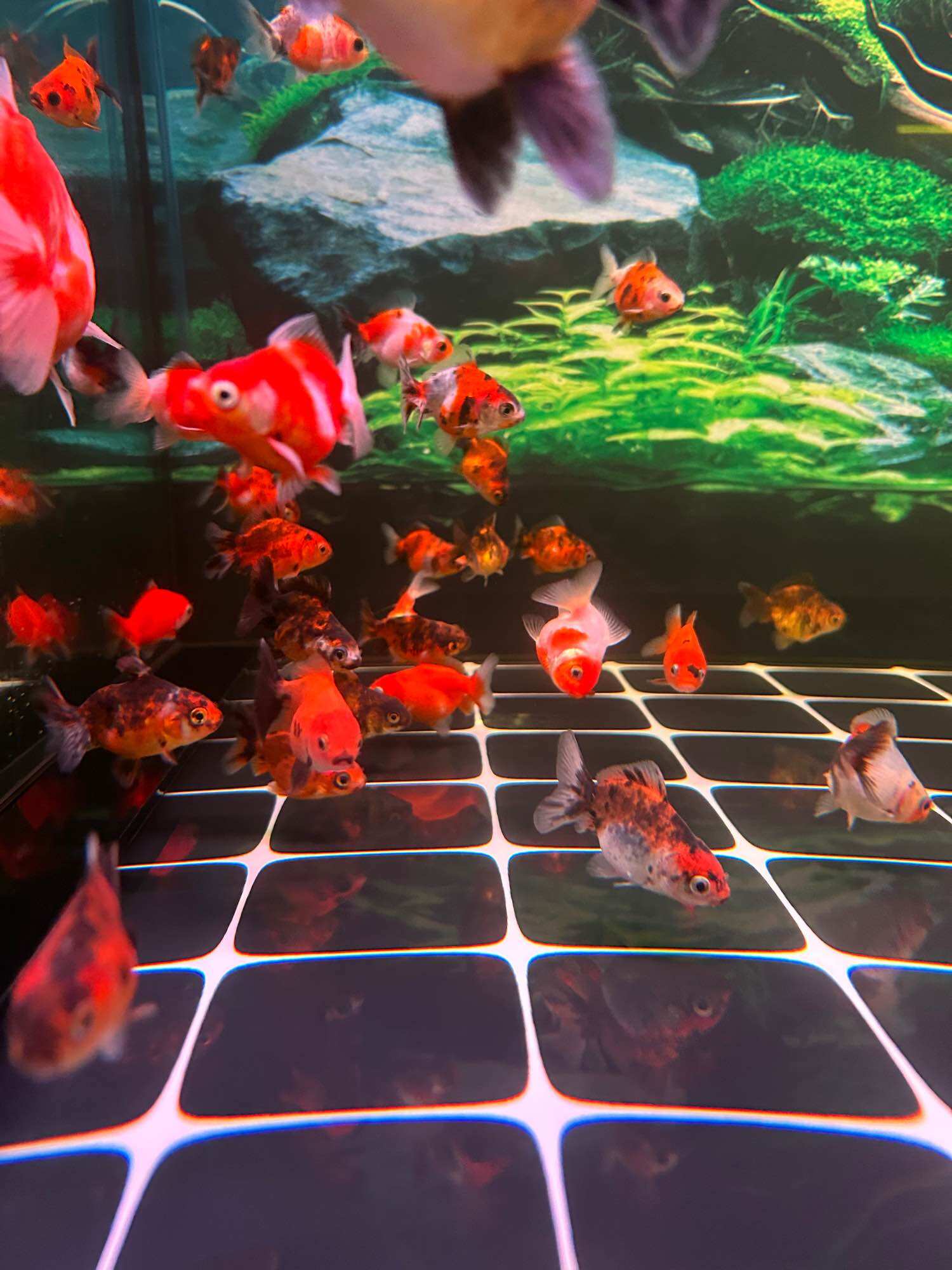 Oranda calico short .size 1 đến 2 ngón - Q3 - NH - 2