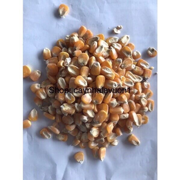 Ngô hạt làm thức ăn hỗn hợp cho chim, gà, vịt, hạt chắc mẩy (3kg)