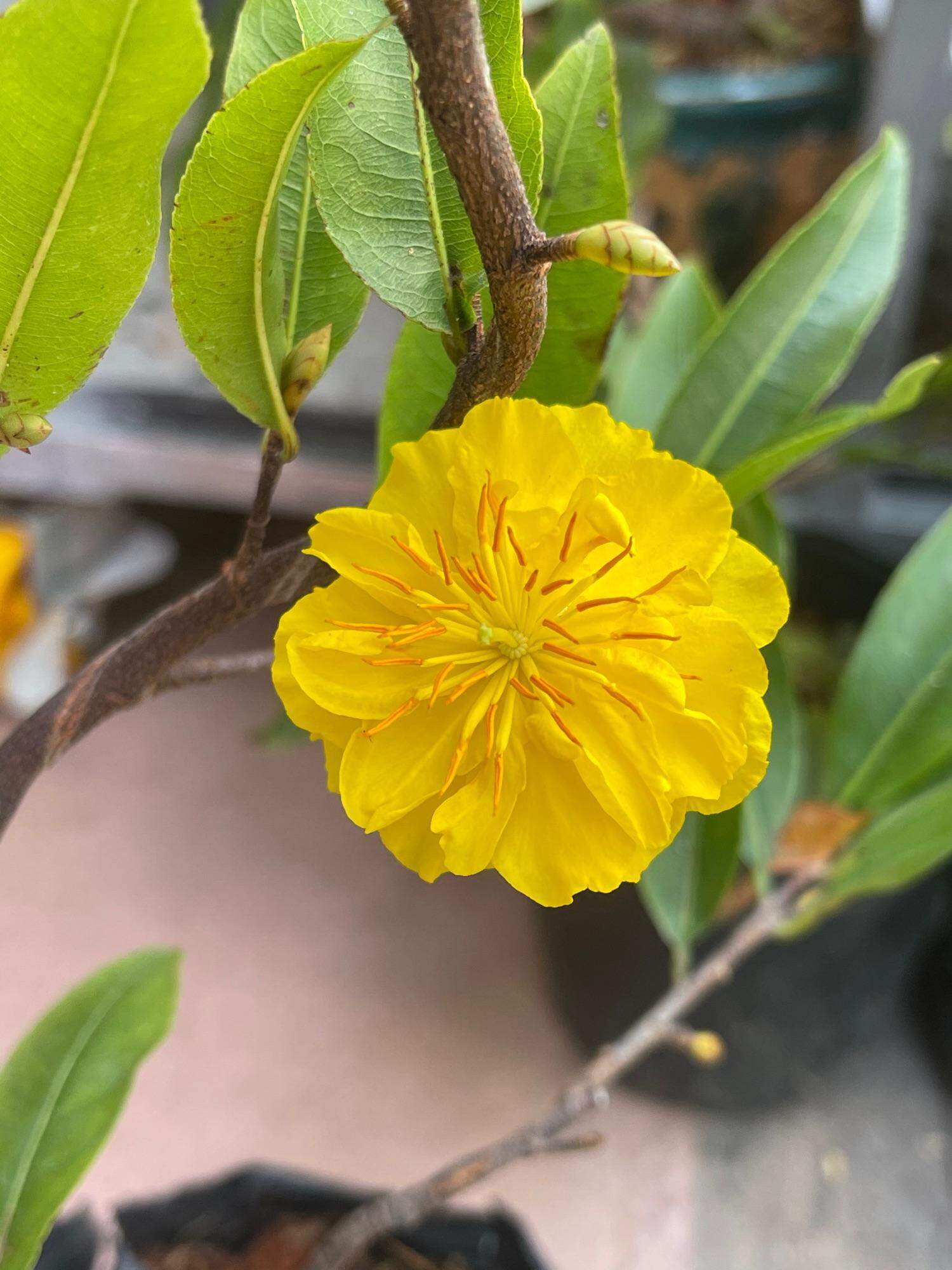 Cây Giống Mai Cúc Thọ Hương Bông 20 - 30 Cánh Chuẩn Bông Thơm | Cây Cao Tầm 50 - 60 Cm Tùy Cây Ghép Trên 1 Năm. Mai Cúc Thọ Hương Giống