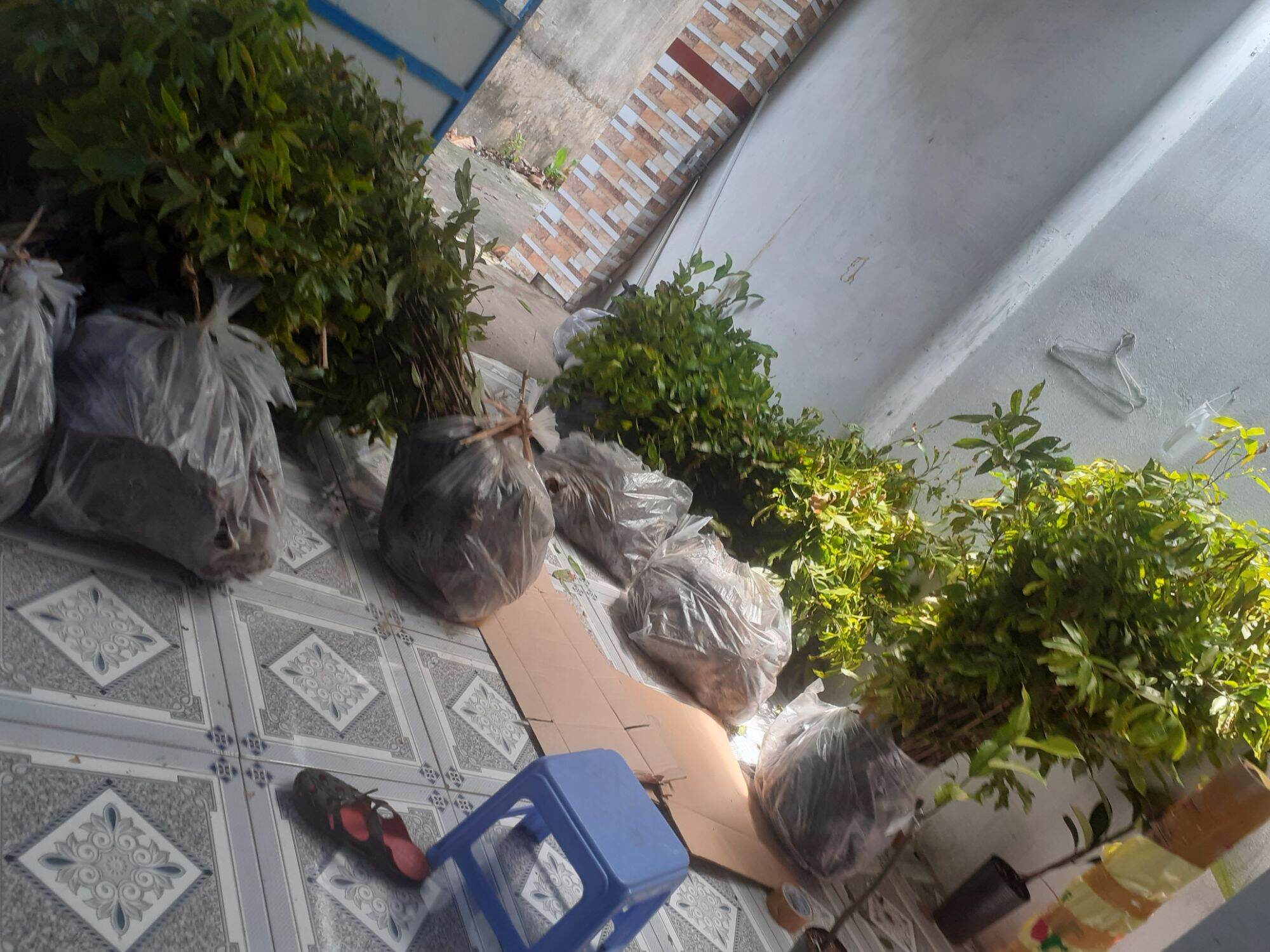 Mai cao 1,2 mét trở lên( 10 cây)