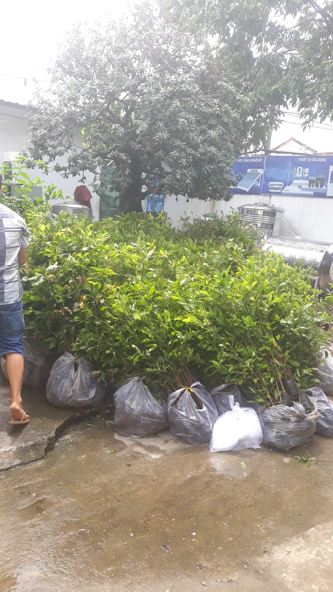 Mai Con Quấn Rễ (10 Cây)