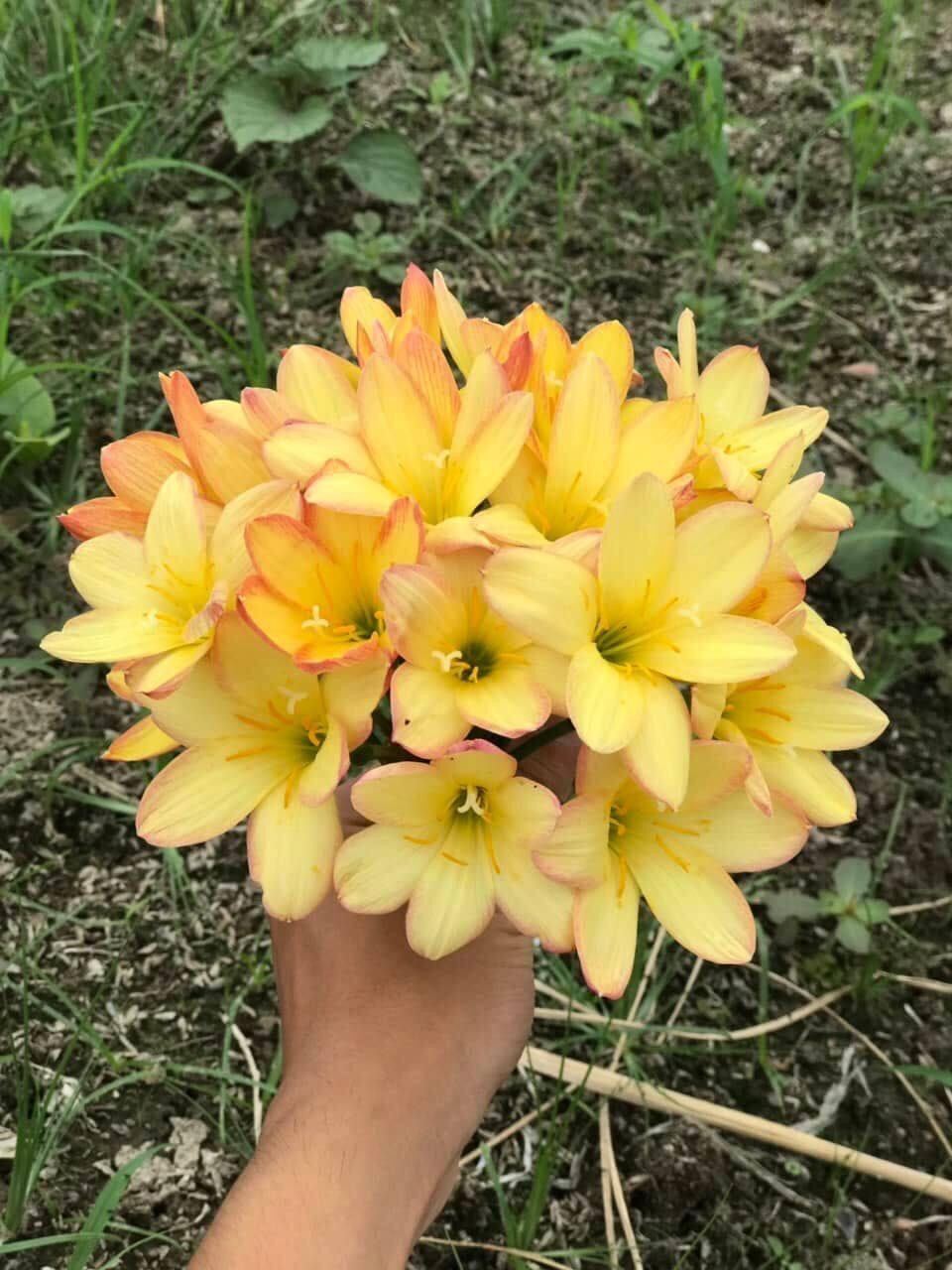 Củ Huệ Mưa King Ramson Size Hoa