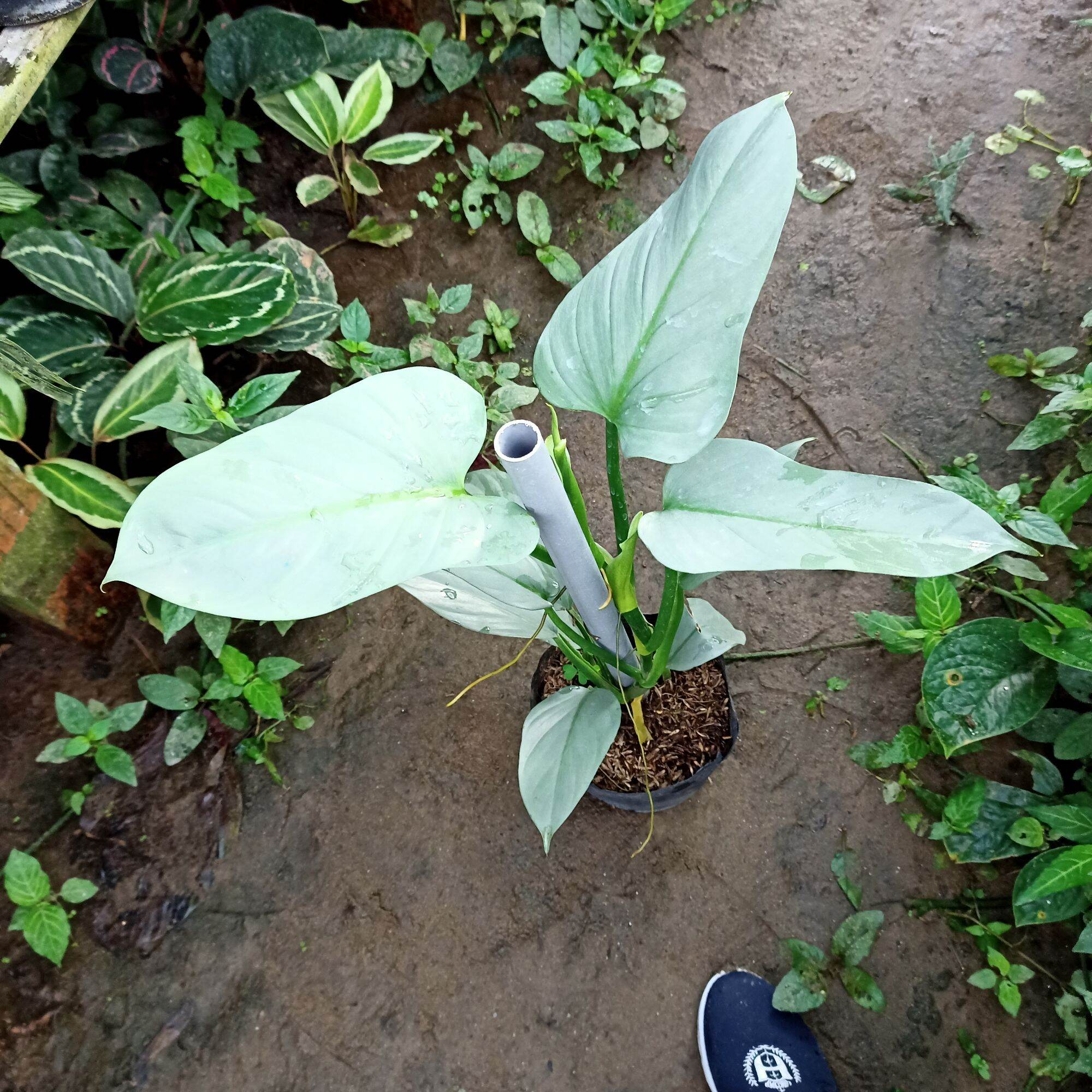 Cây trầu leo kiếm bạc - Philodendron hastatum