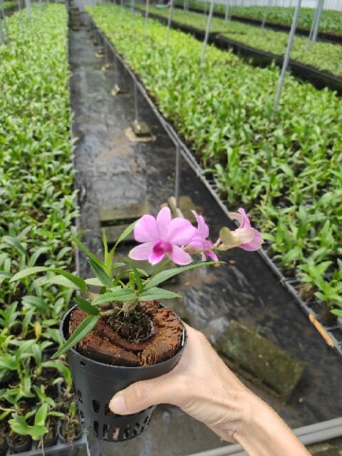 Cây giống lan Dendro mini (Mã HMNi)