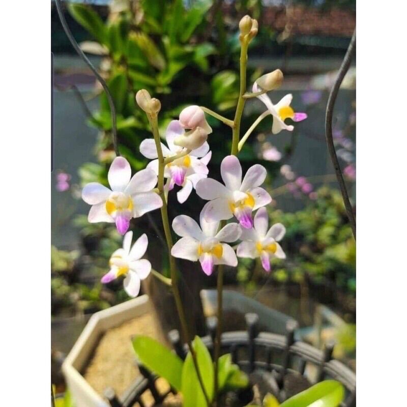 Hoa Lan Hồ Điệp Rừng(5 cây)