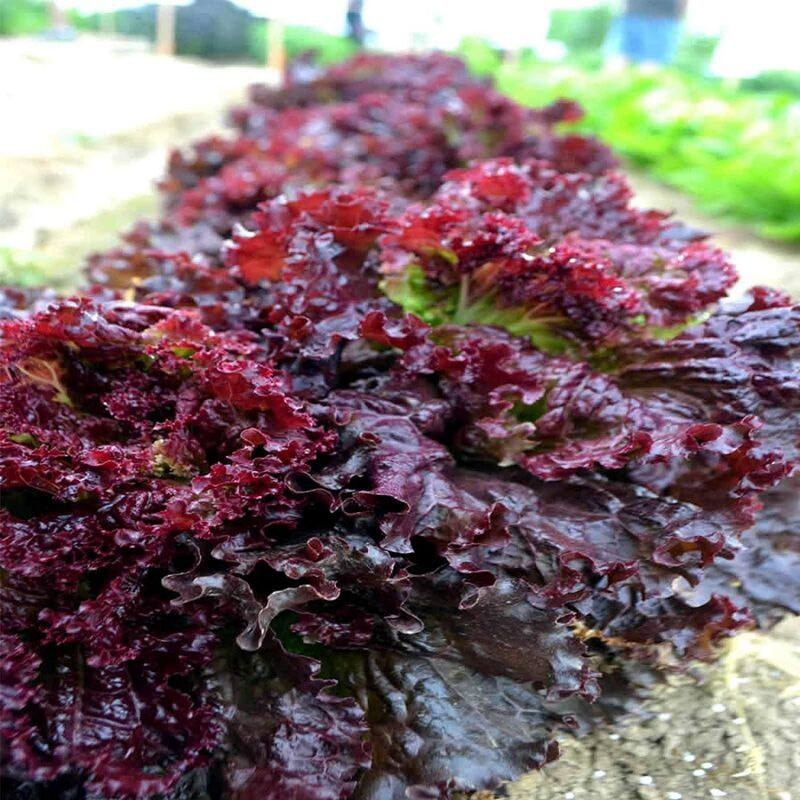 2000 hạt giống xà lách xoăn đỏ ruby