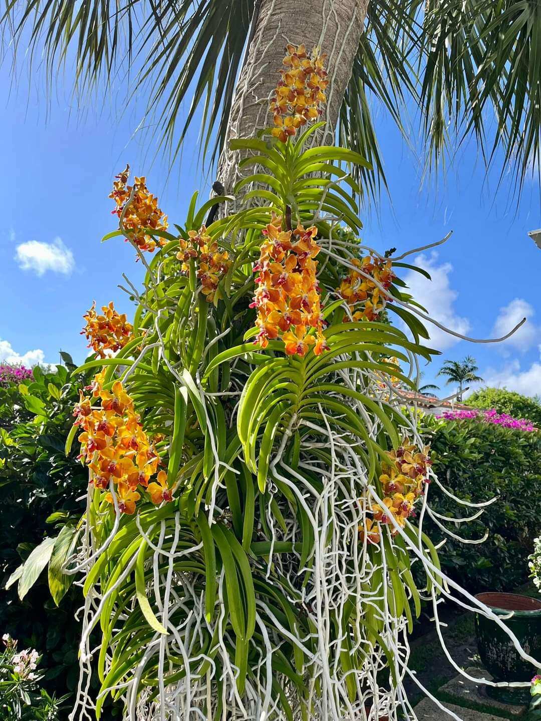 Hoa lan vanda trưởng thành màu sổ số