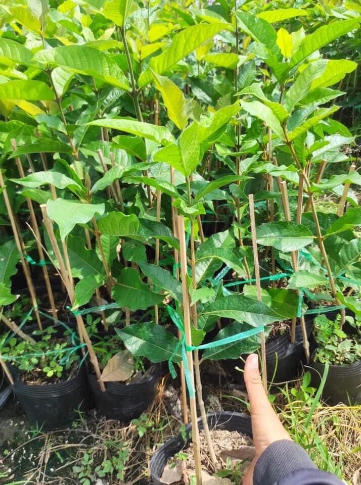 Cây mai xanh Thái bông tím (hoa chùm) - cao 70-90cm