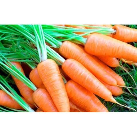 Hạt giống củ cà rốt - gói 5gr