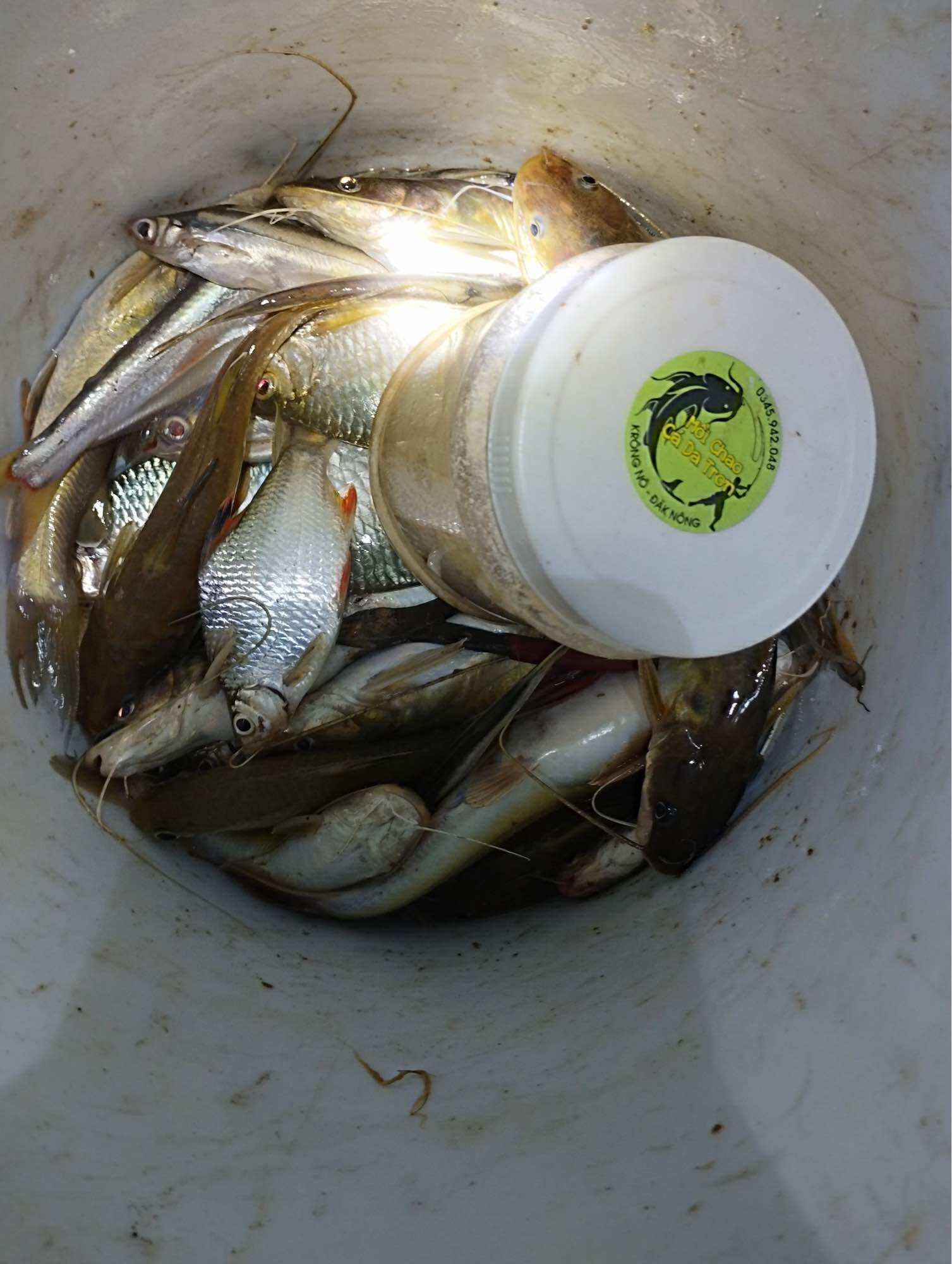 MỒI CHAO CÁ LĂNG CÁ DA TRƠN 500G