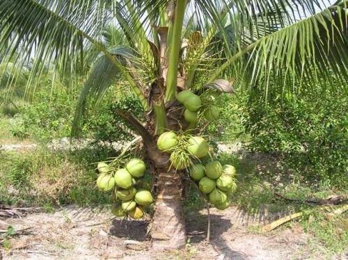 Cây giống dừa xiêm lùn Bến Tre