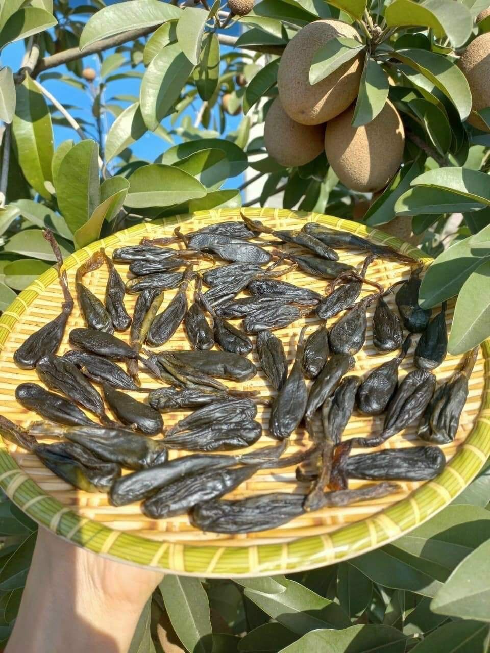 Mật kì đà