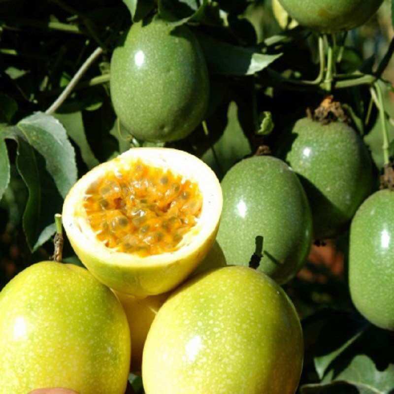 Organic Guava Passion Fruit 1kg: Cools the Body, Keeps You Fit