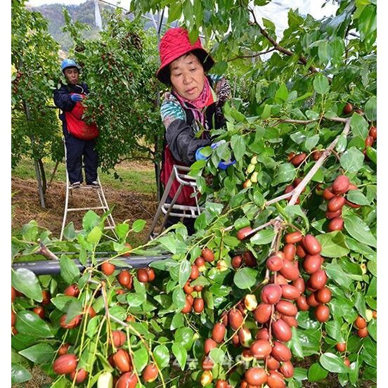 Táo Đỏ Khô  Thơm ( Túi 500gr ) - ĐSR