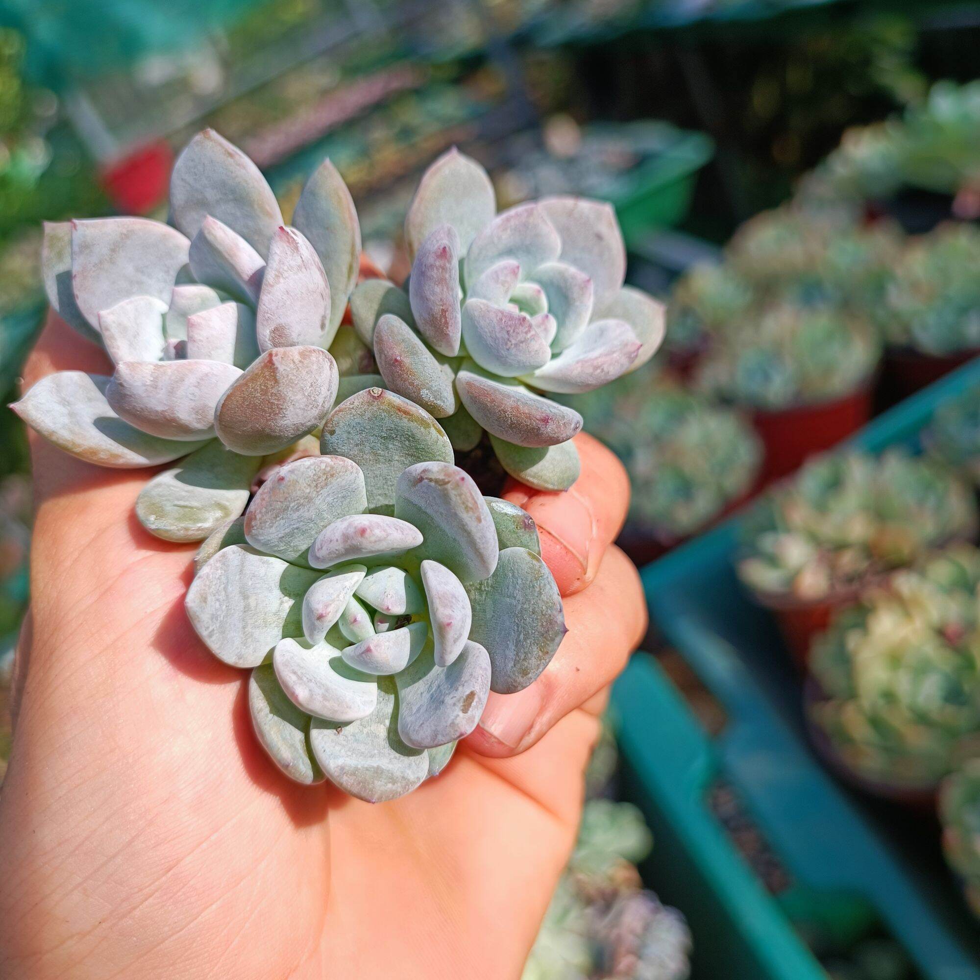 Sale++ Sen Đá Monroe Siêu Đẹp Size 3.5_4 cm.