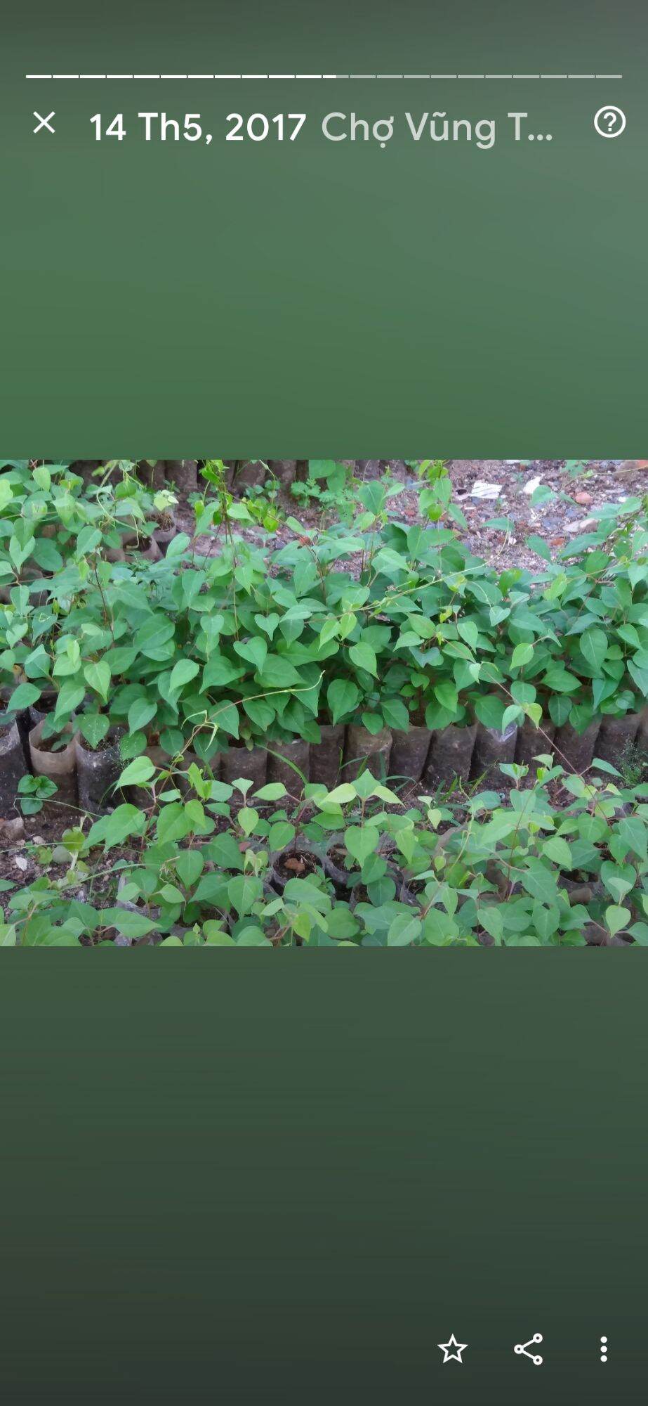 10 CÂY GIỐNG LÁ GIANG