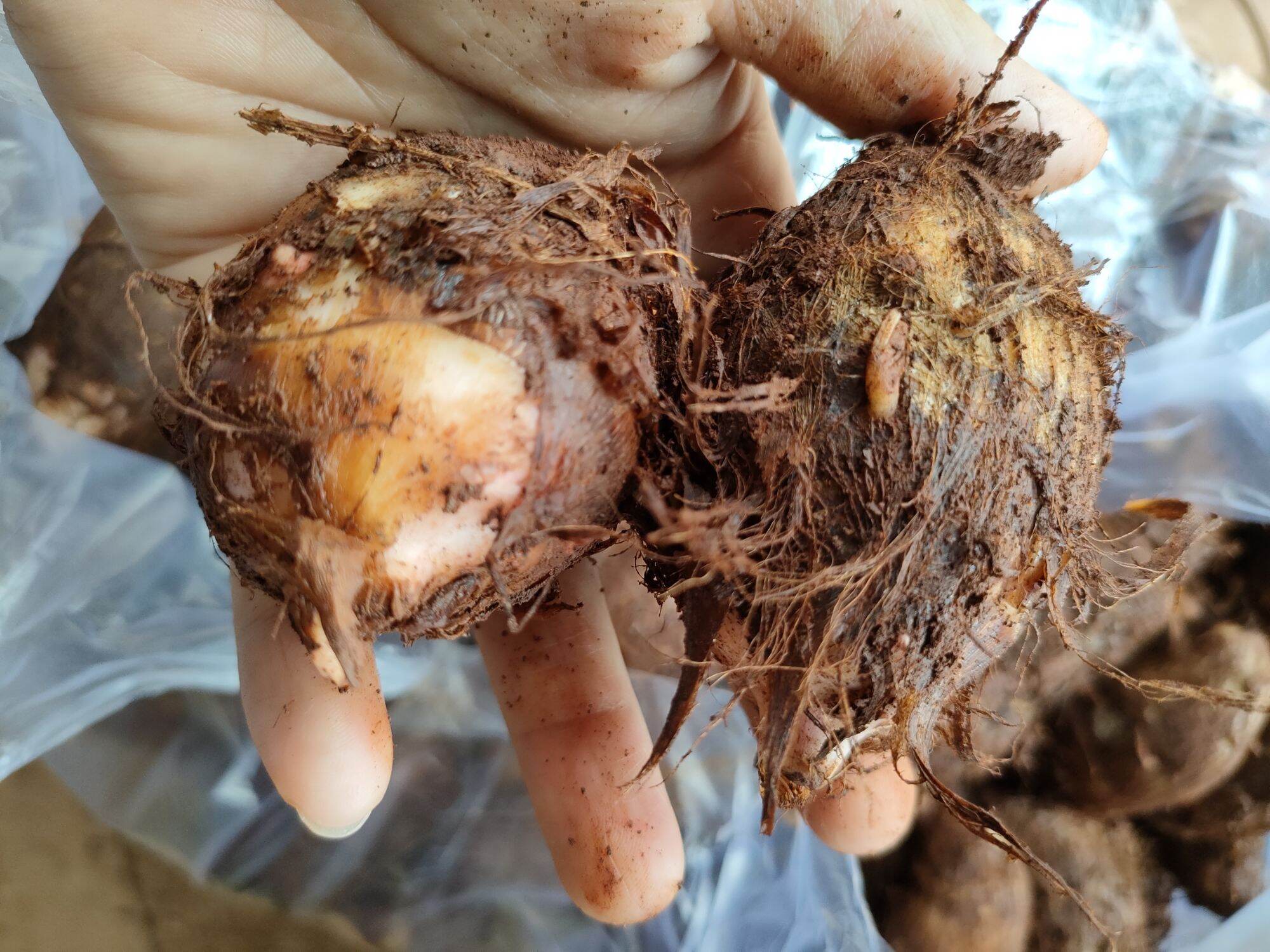 KHOI SỌ ĐĂKLĂK 2kg
