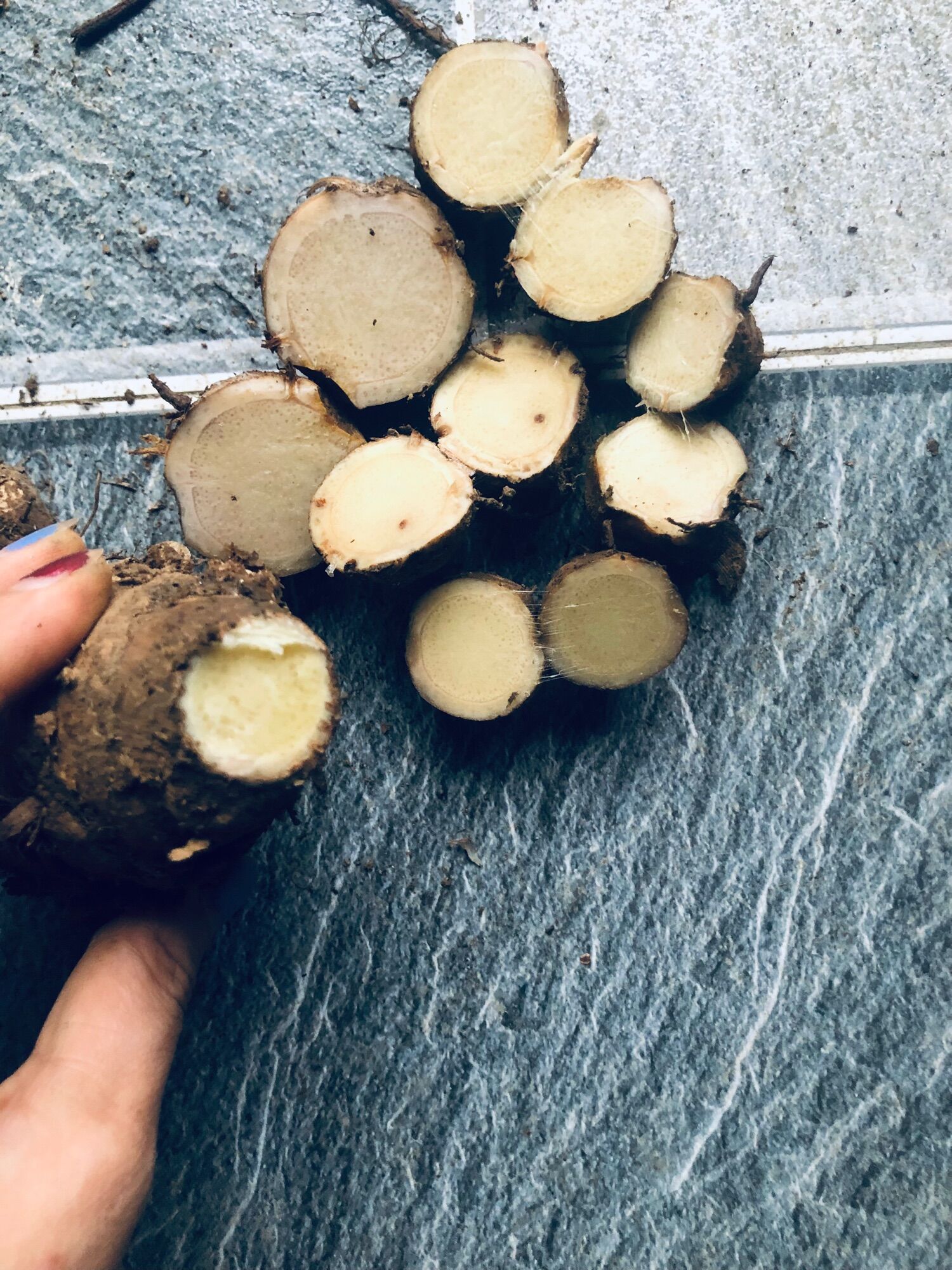 Nghệ đen và nghệ trắng tươi 1kg