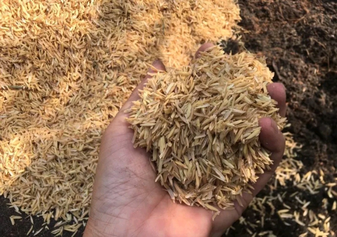 5 Ký Trấu tươi ( trấu sống ) làm xốp đất