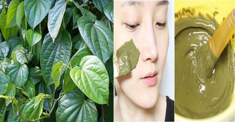 (BỘTHOUSE) Bột lá trầu không trị nám (Betel leaf powder)