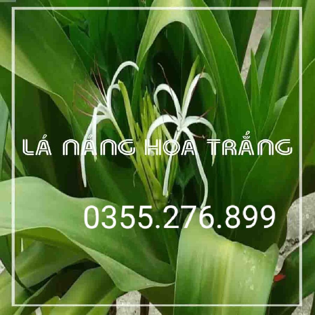 Lá náng hoa trắng tươi 1kg lh 0355.276.899