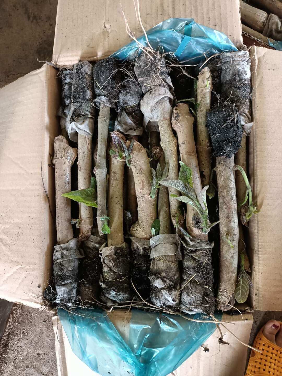 Chè khổng lồ chăn nuôi
