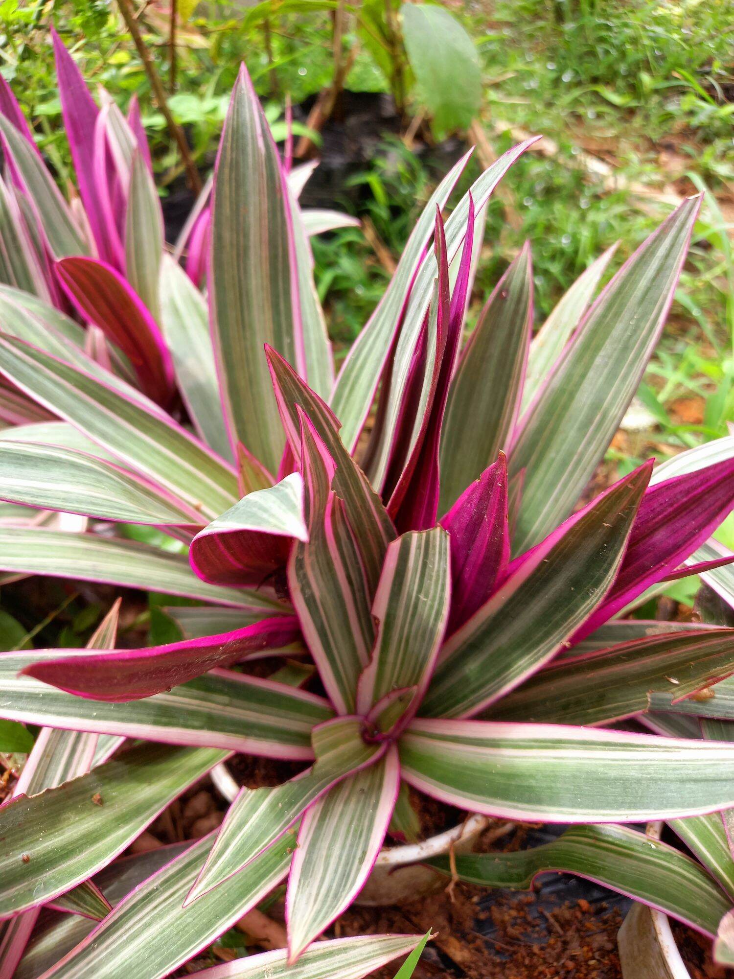 Cây bảy sắc cầu vồng.gửi cây như hình.cây lâu năm, trang trí bồn hoa, chậu.