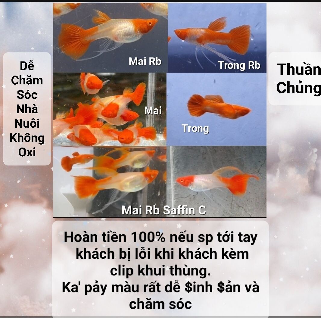 Cám guppy koi red ear 2 mái 1 trống máy lên tai , trống lên tai 90%