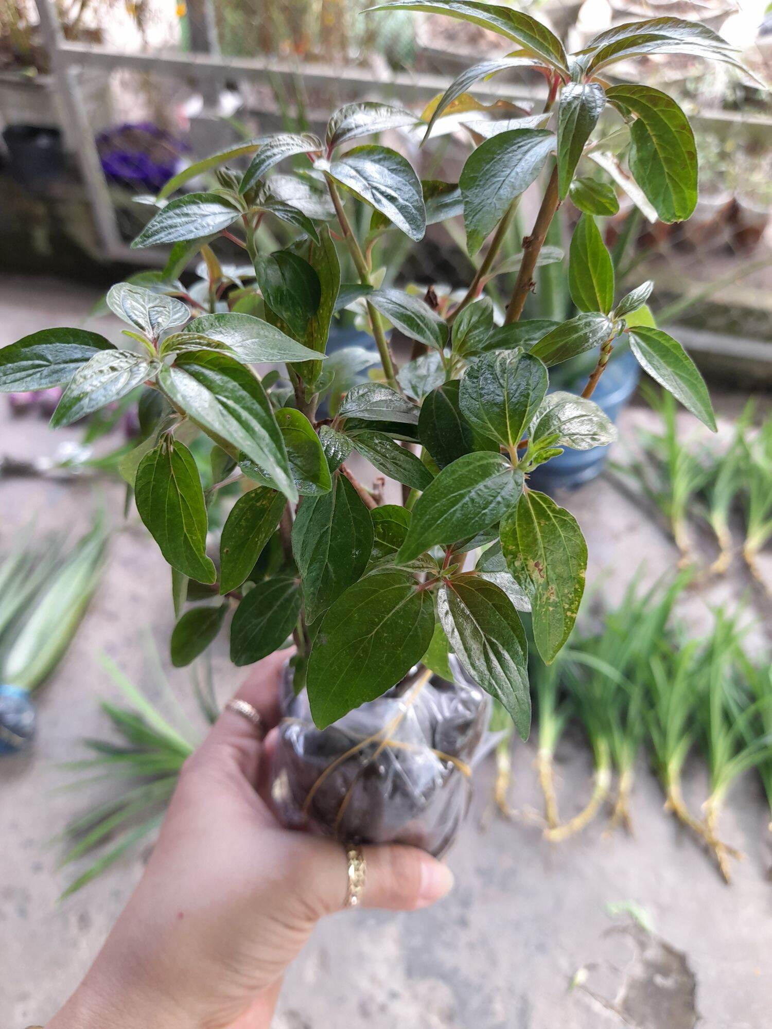 cây thuốc dòi (bọ mắm). bầu 8- 10 cây