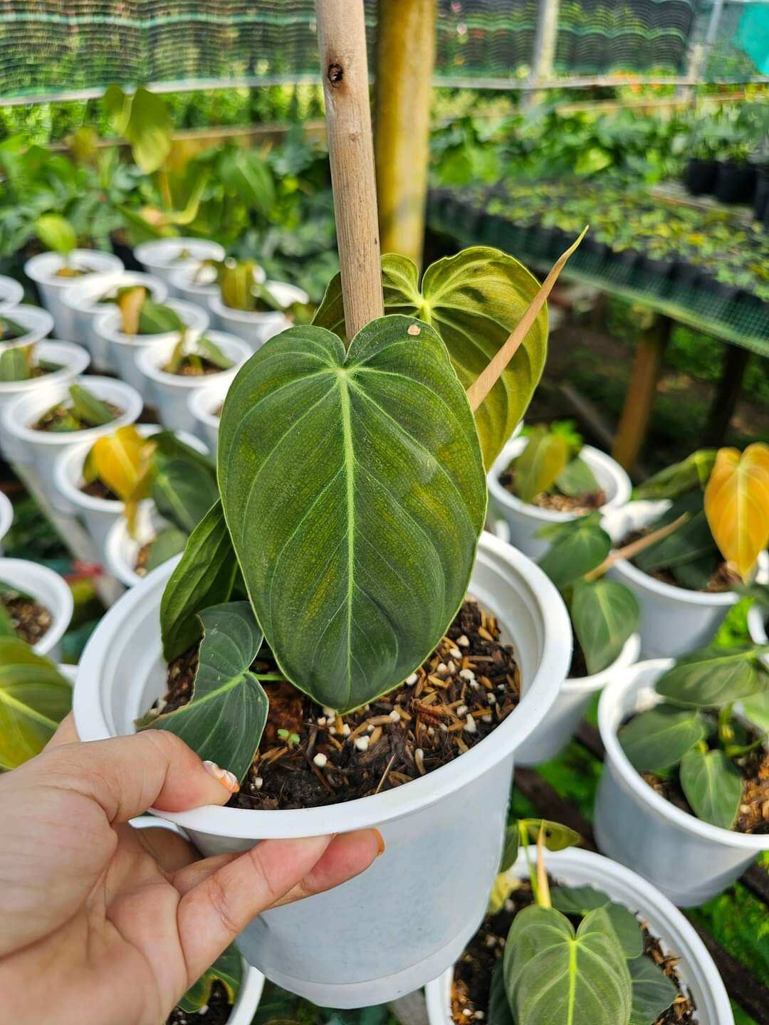 Cây philodendron melano