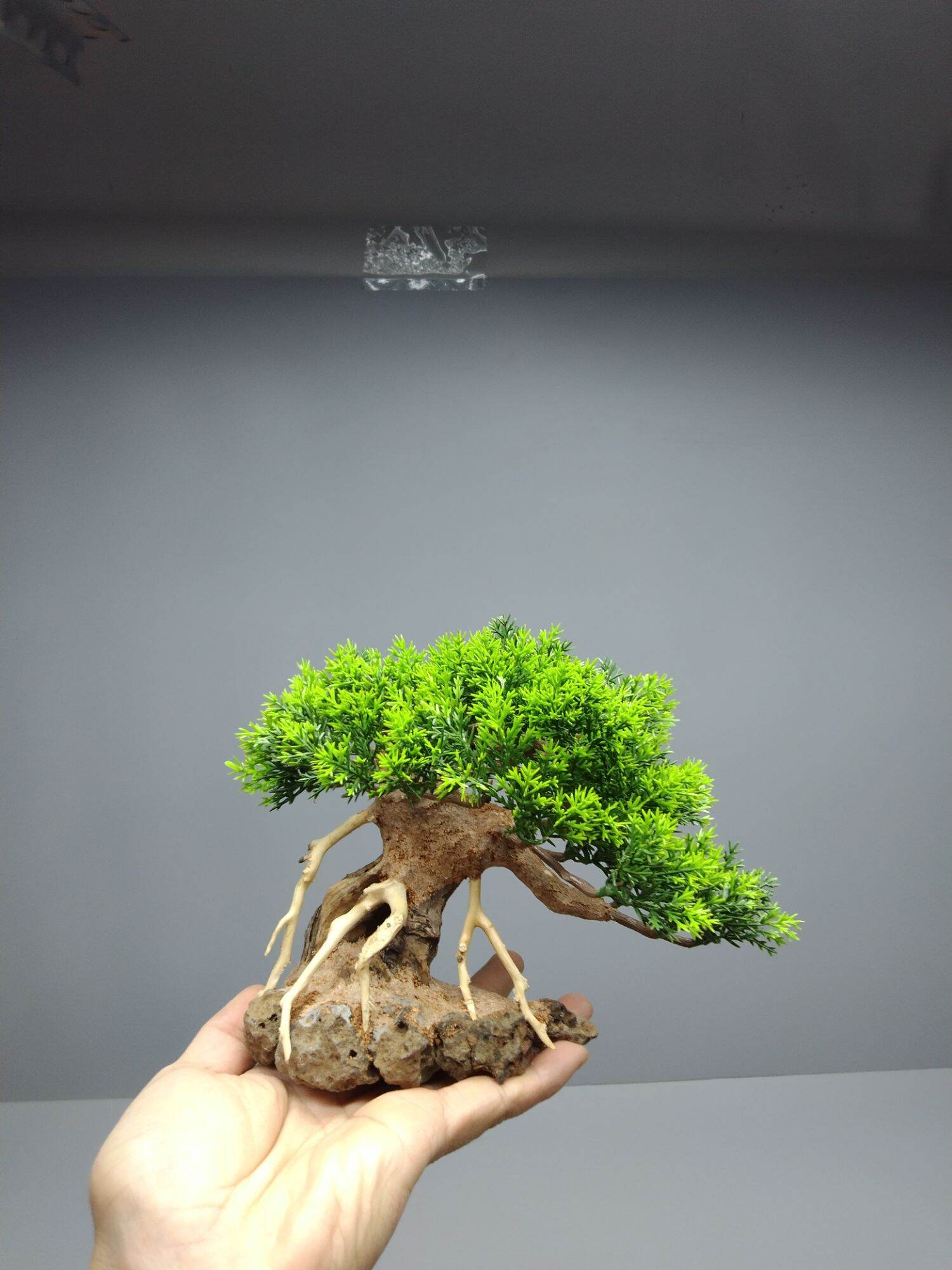 [ Mẫu mới] Tùng đế đá. Tán Tùng giả