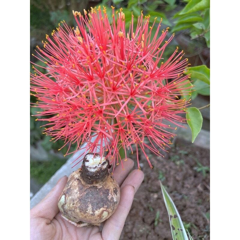 củ hoa hồng tú cầu