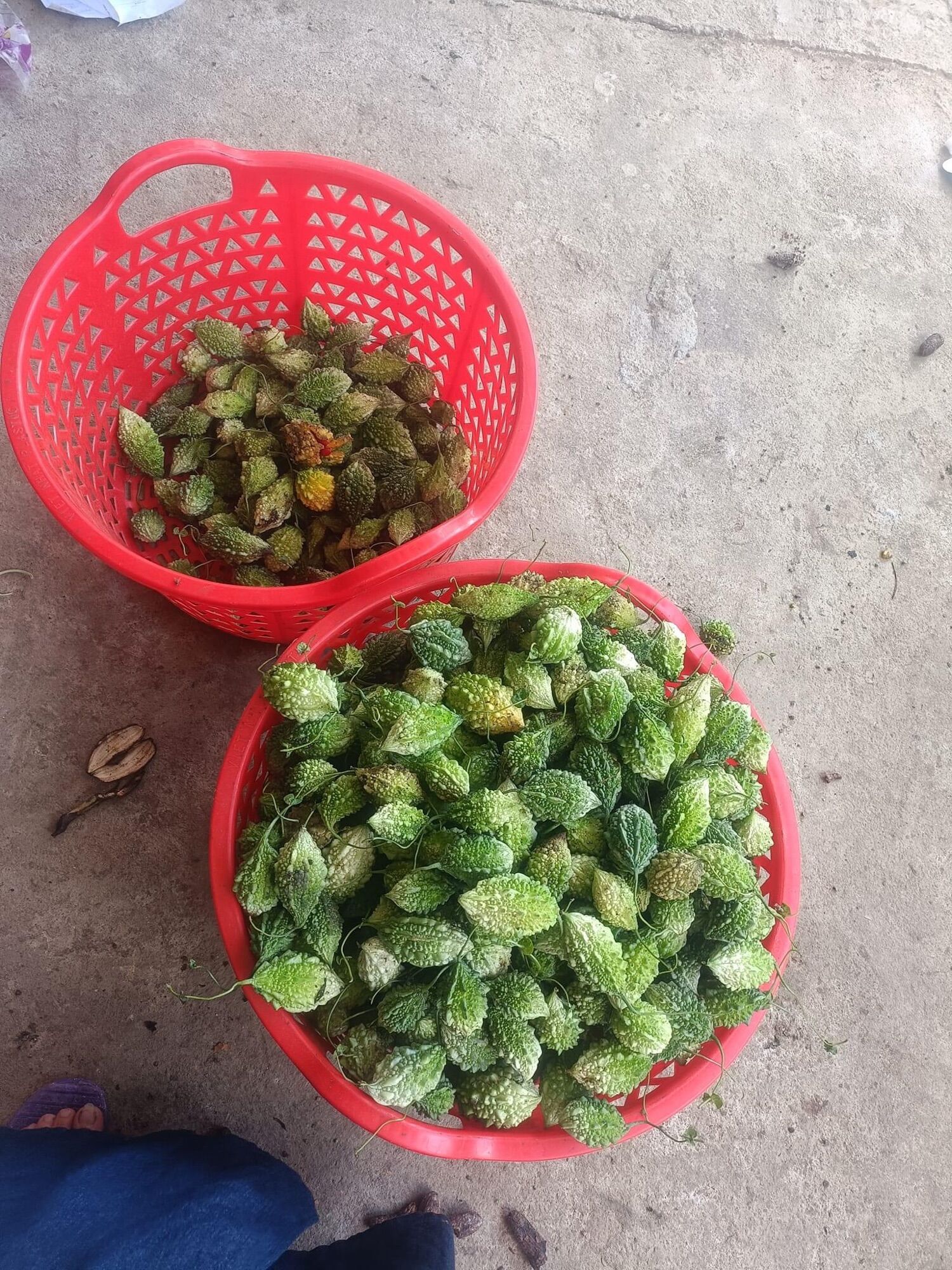 Khổ qua rừng nguyên quả