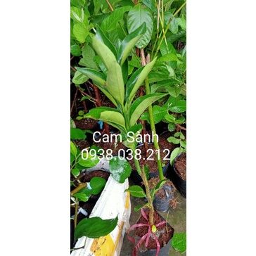 CÂY GIỐNG CAM SÀNH