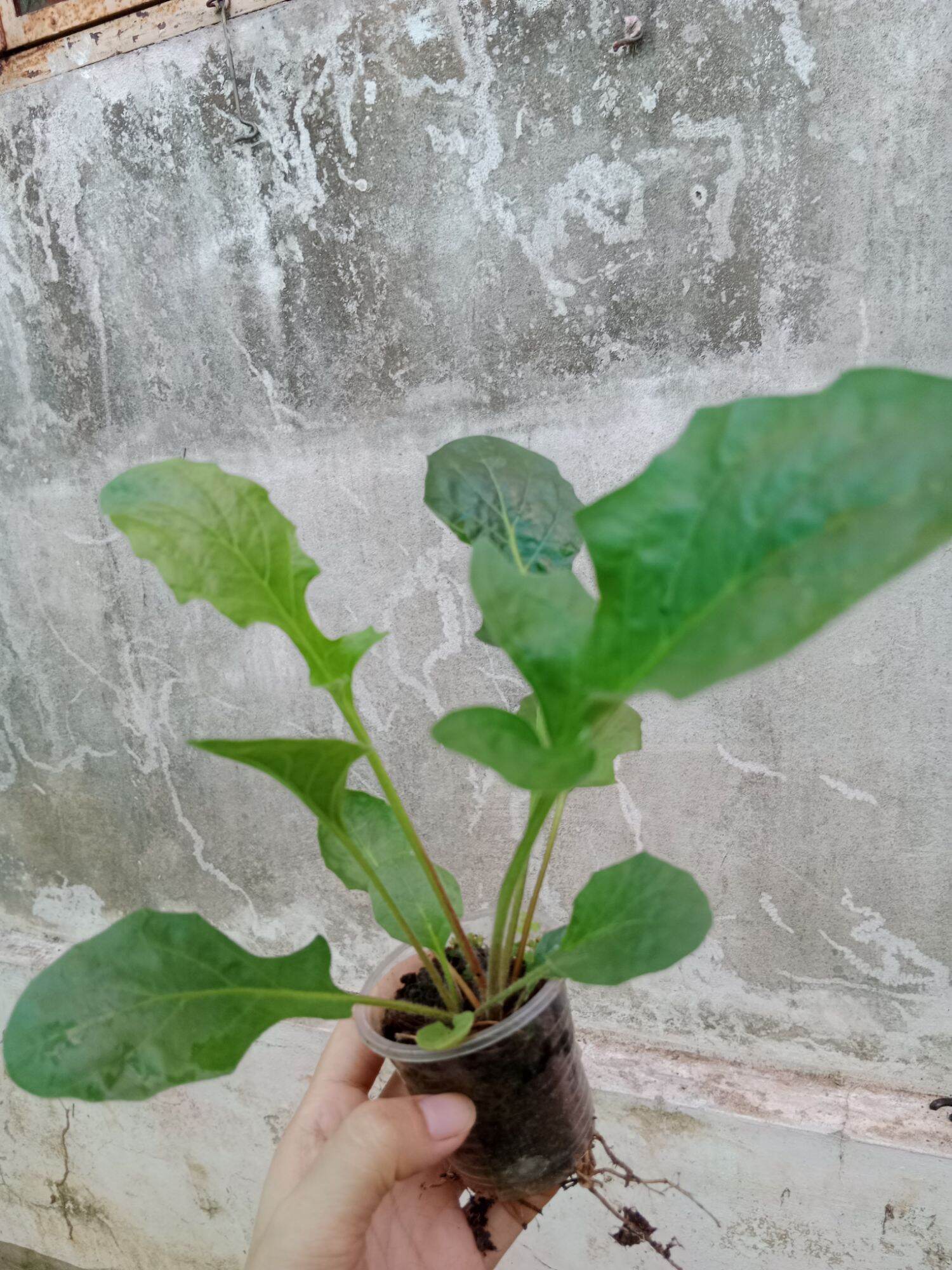 CÚC ĐỒNG TIỀN TÍM (mua 10 tặng 1 mini)