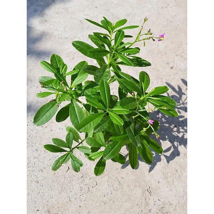 Cây sâm đất - chậu rau dược liệu