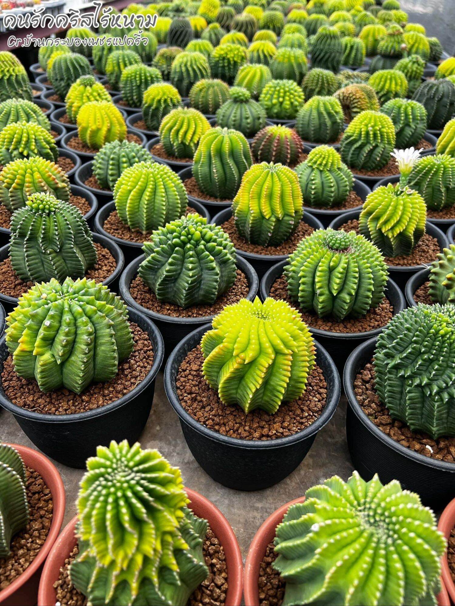 Cây xương rồng Gymno không gai - Gymnocalycium Cristata Thornless