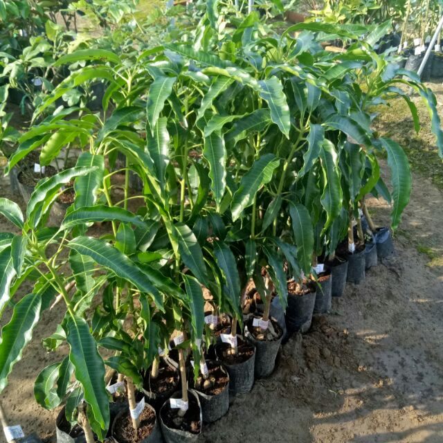 Cây giống xoài tứ quý
