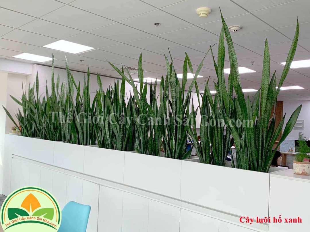 Cây Lưỡi Hổ Xanh cao 20 - 50cm