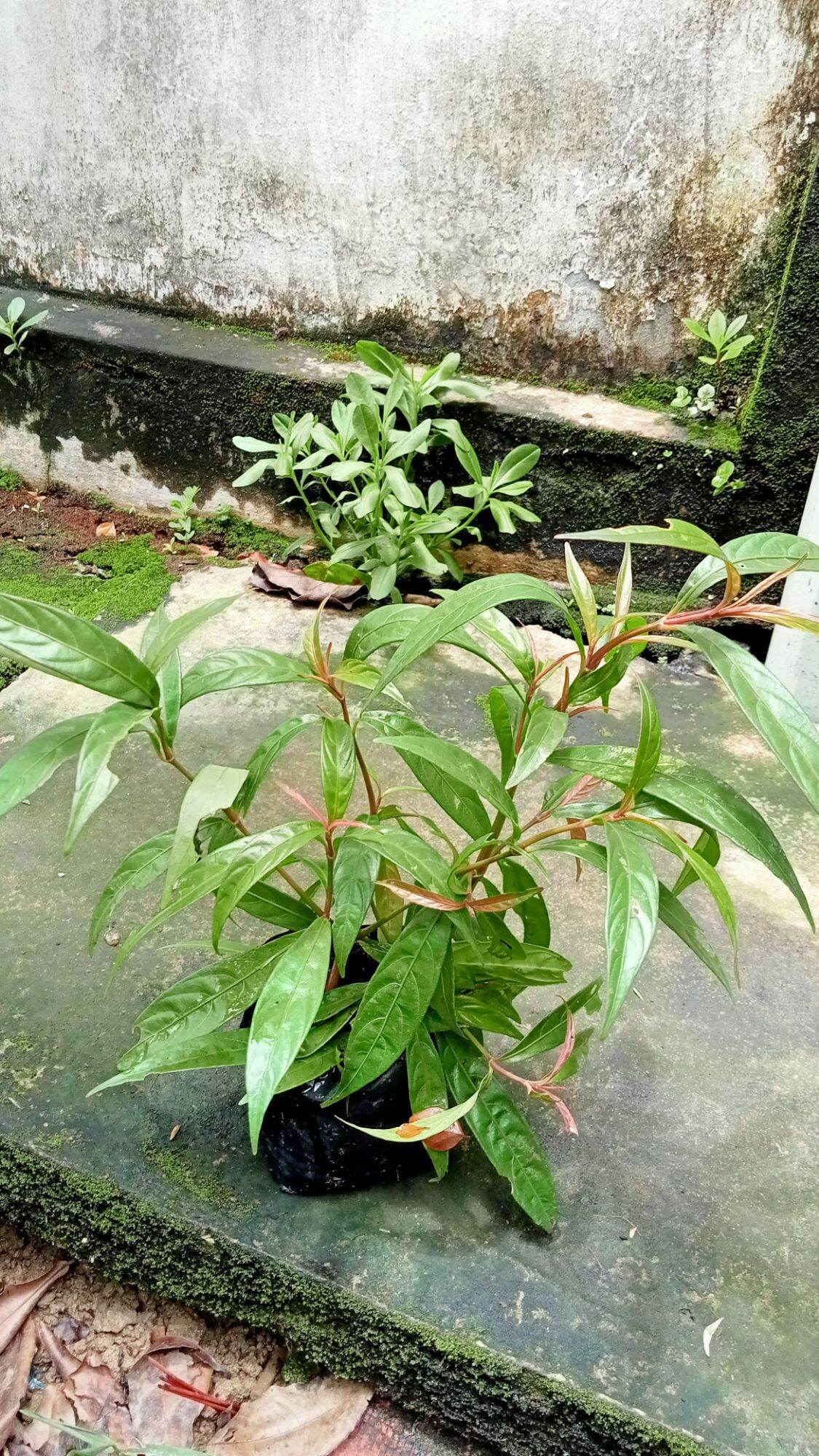 Cây giống Hoàn Ngọc Đỏ. CÂY CON KHỈ(ảnh thật)