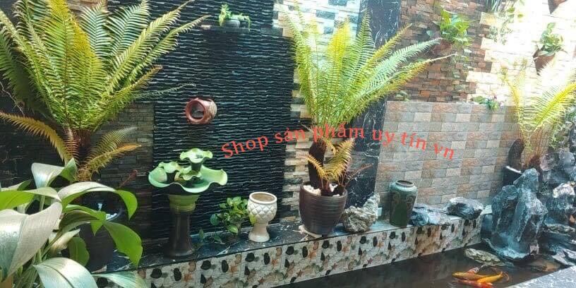 Dương xỉ thân gỗ gốc đẹp