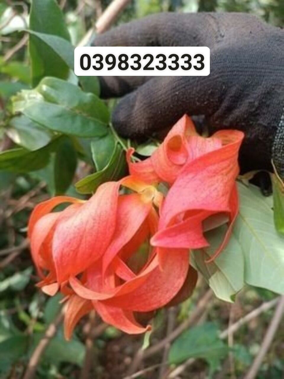 Cây giống hoa dẻ đỏ