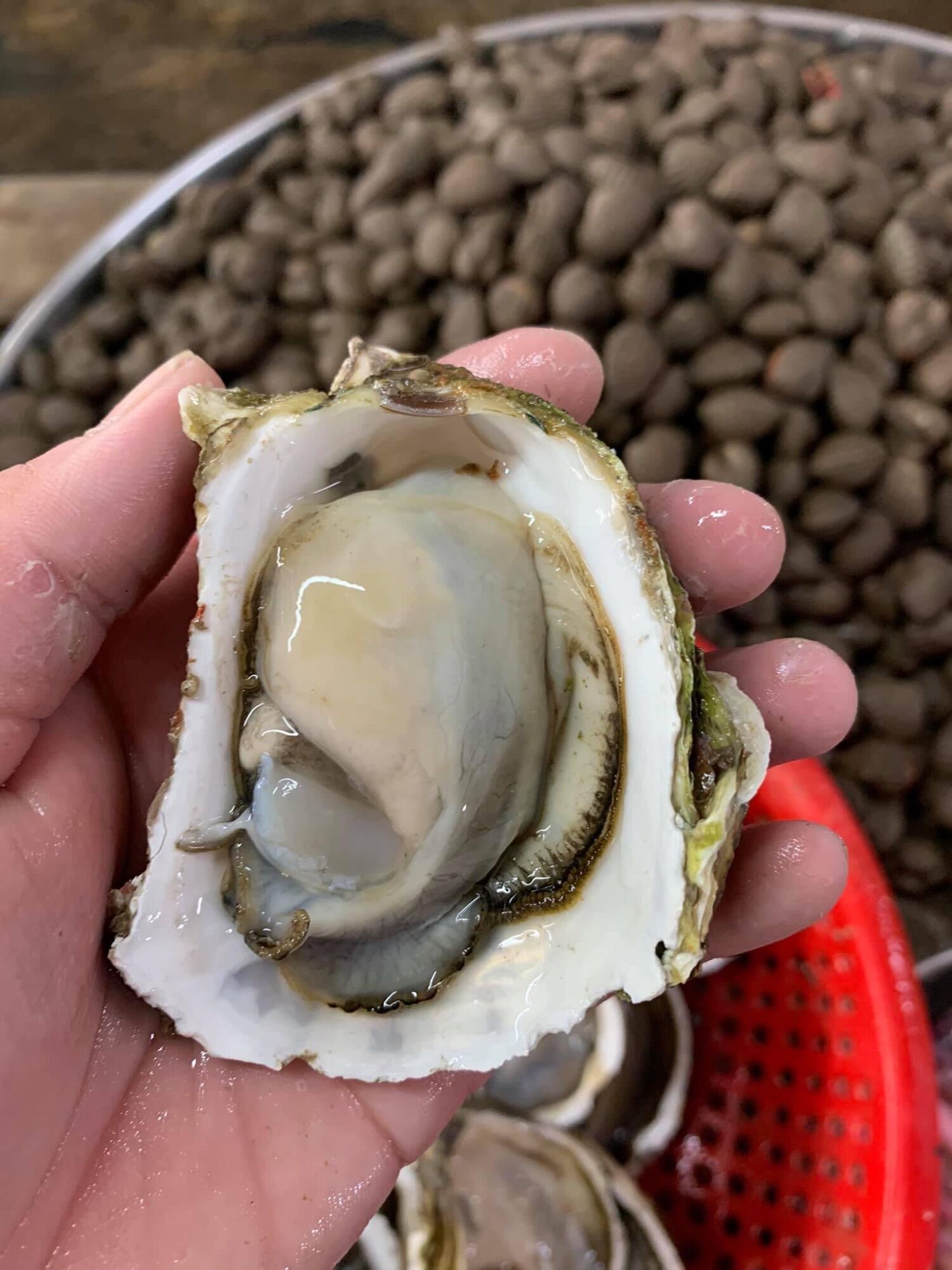 Ruột hàu sữa Pháp tách sẵn 500g