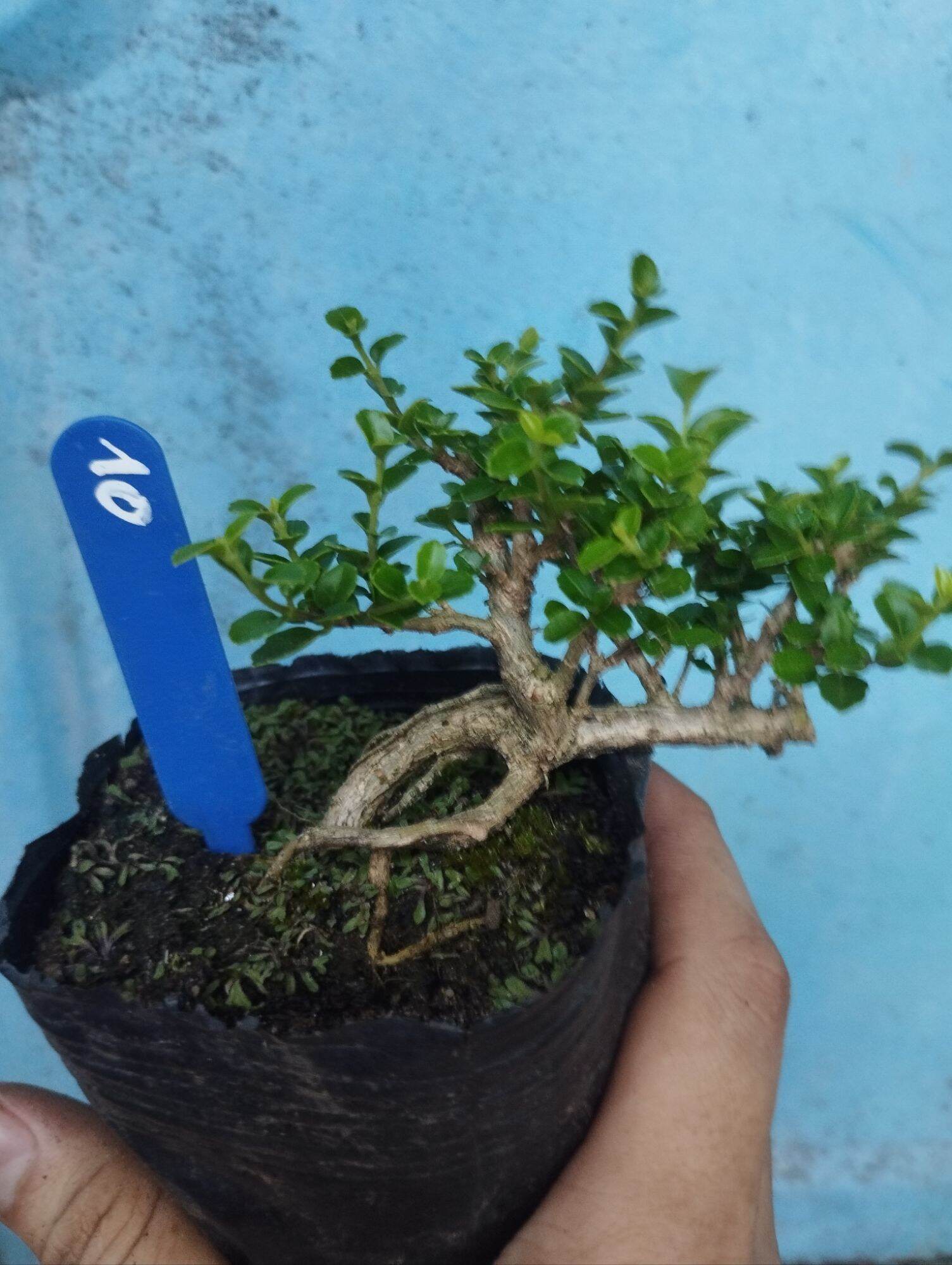 Sam hương bonsai mini 10-15cm (có sỉ)