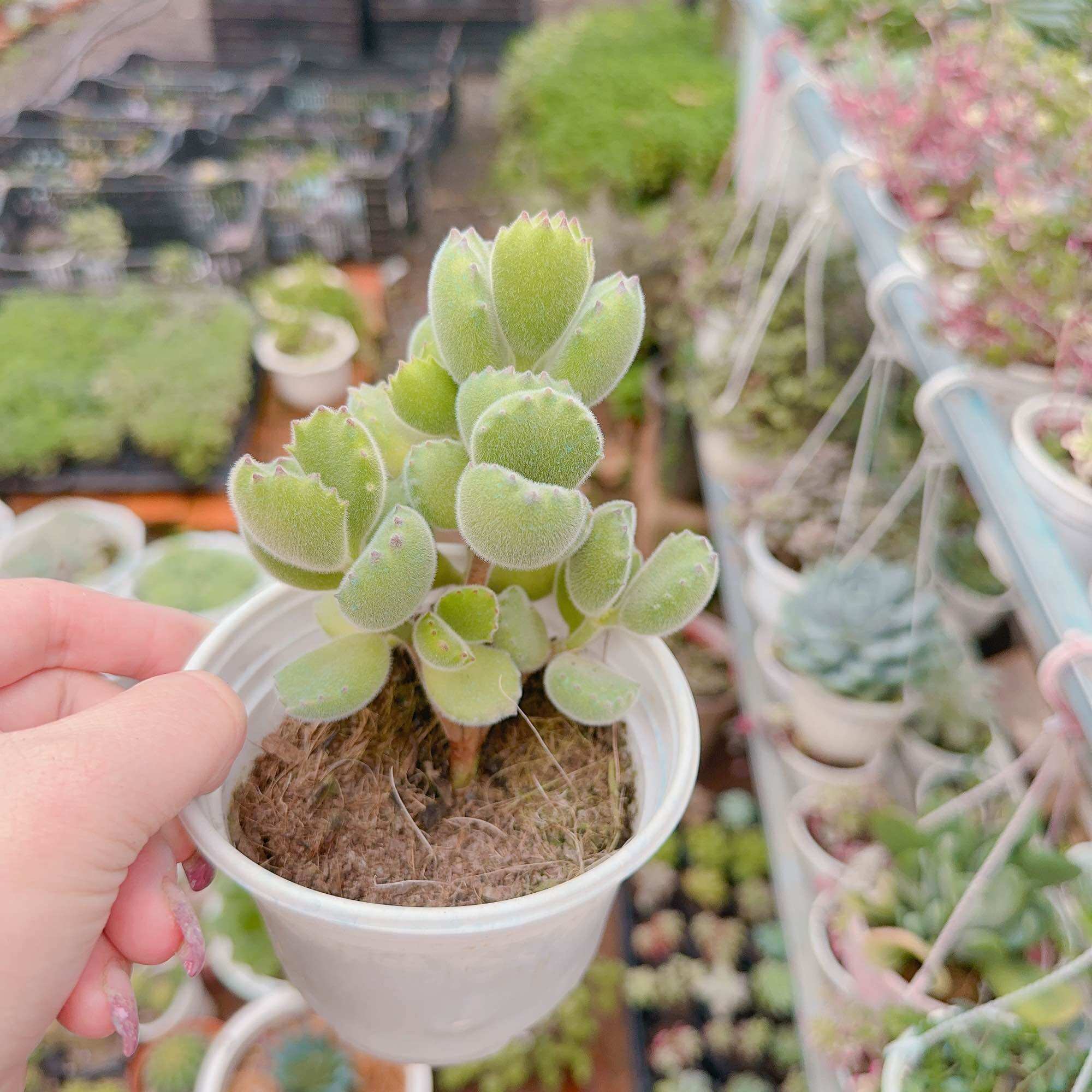 Sen đá tay gấu size trung 5-7cm