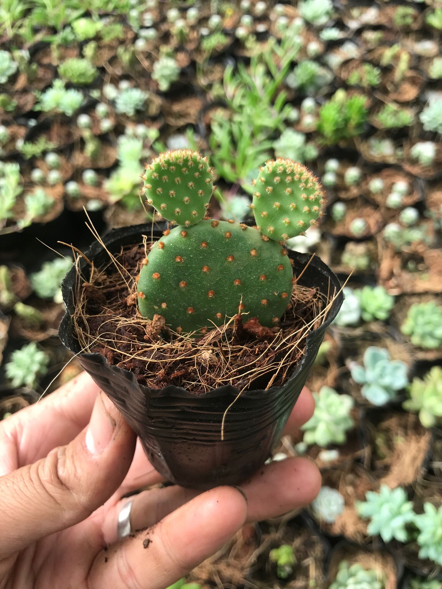 Xương rồng Mickey bầu